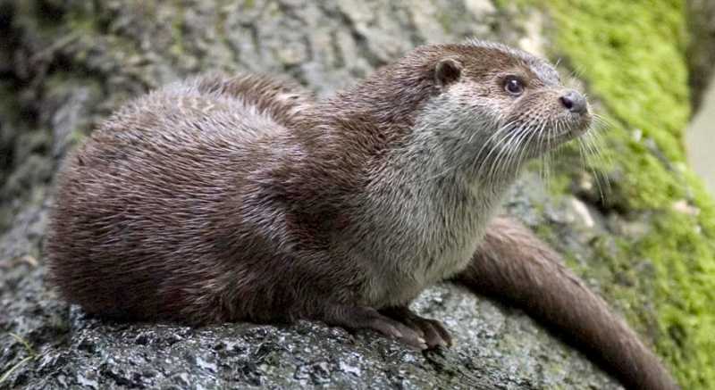 India Tops Otter Skin Seizures In Asia During The Last Three Decades, Shows TRAFFIC Study