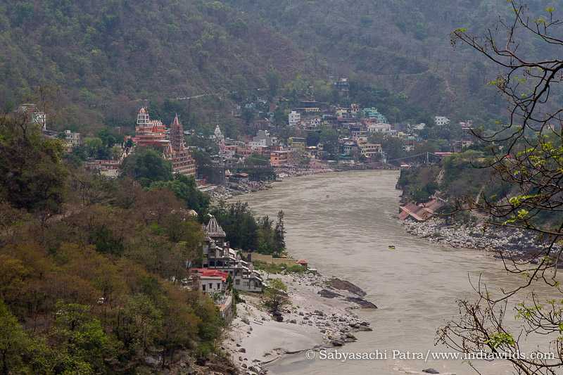 IndiaWilds Newsletter Vol. 10 Issue X