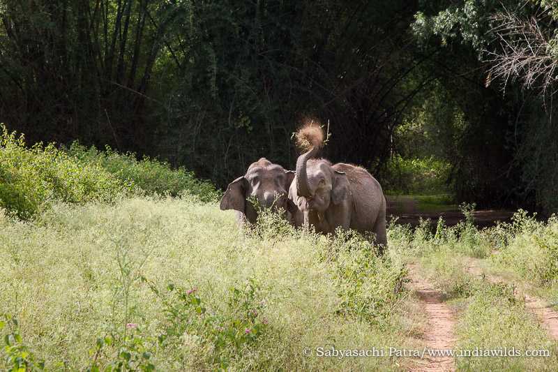 IndiaWilds Newsletter Vol. 10 Issue XII