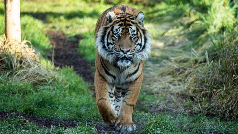 IndiaWilds Newsletter Vol. 11 Issue II