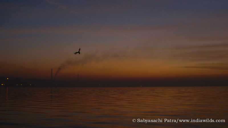 IndiaWilds Newsletter Vol. 11 Issue III