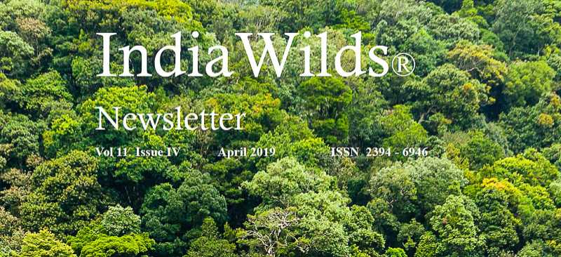 IndiaWilds Newsletter Vol. 11 Issue IV