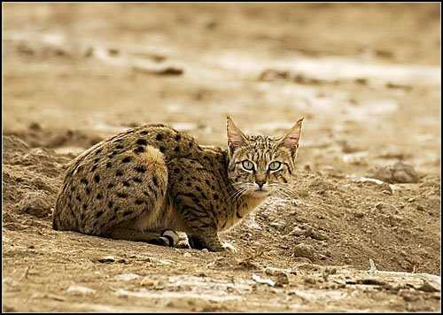 Indian Desert Cat