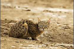 Indian Desert Cat