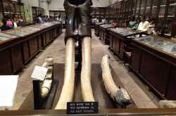 Indian National Museum