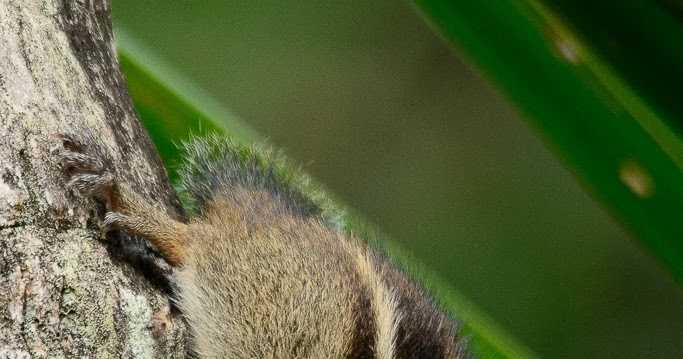 Indian Palm Squirrel - 2