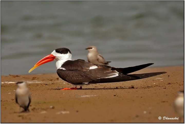 Indian Skimmer