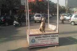 Indian Traffic: Sometimes the road less traveled is less traveled for a reason!