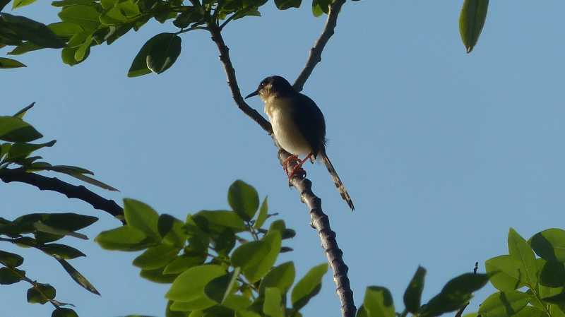Indian Robin   Photowalk At Kadamakudy 