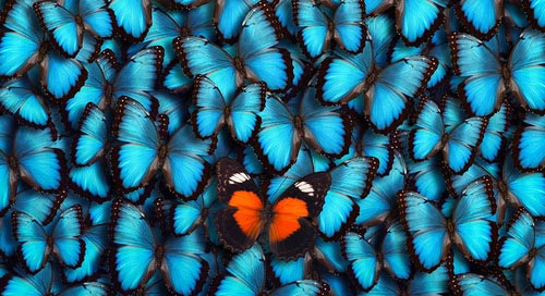 Individuality - Who You Are ?