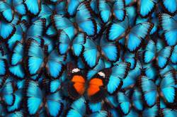 Individuality - Who You Are ?