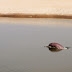 Indus River Dolphin Population Survey Confirms Breeding Population Of The Dolphin In River Beas