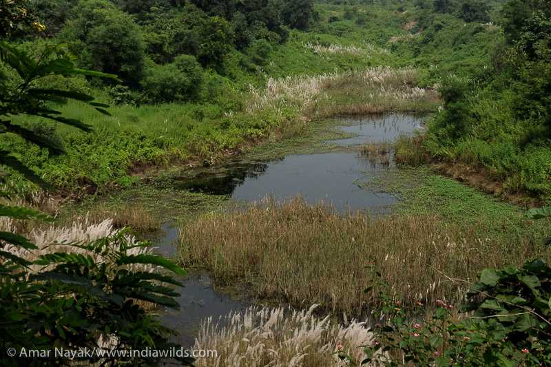 Industrial Hub Or Biodiversity Trove? - What Is Your Choice!