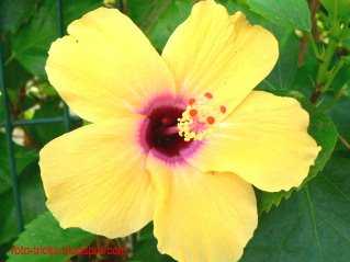 Info On Photography Of Flowers