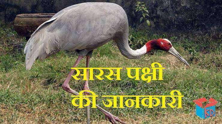 Information About Crane Bird In Hindi सारस पक्षी की जानकारी - Knowledge Dabba