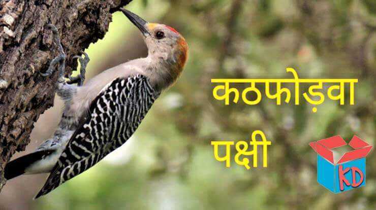 Information About Woodpecker In Hindi कठफोड़वा पक्षी - Knowledge Dabba