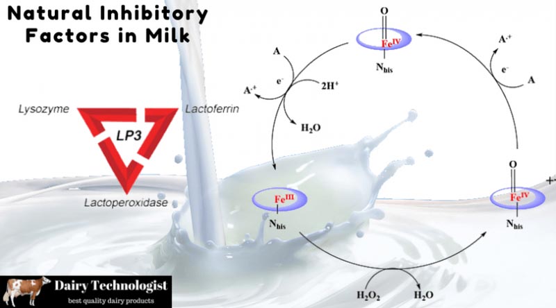 Inherent Antimicrobial Agents In Milk: What Keeps Your Milk Fresh - Dairy Technologist