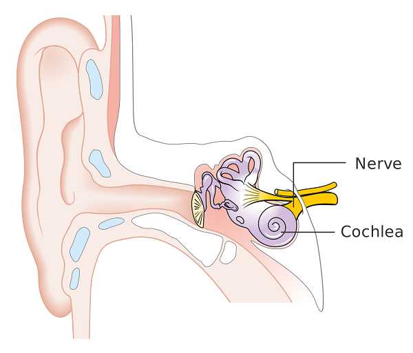 Injury Of Ear - Symptoms, Treatment And Consequences - Doctor Curex