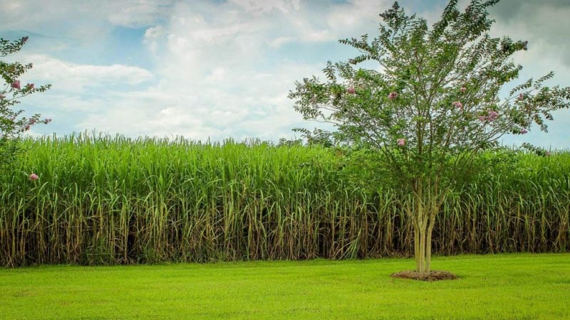 Insomnia Help: Sugarcane Component Octacosanol Helps Sleep Better