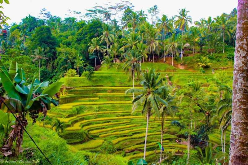 Insta-famous Ubud