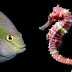 Interesting Facts About Seahorse In Hindi समुद्री घोड़ों के रोचक तथ्य
