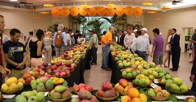 International Mango Festival In Delhi 2016: Celebration The King Of Fruits