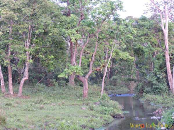 Into The Pulsating Wild Of Jaldapara National Park