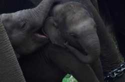 Into the wild! The safari - Banerghatta