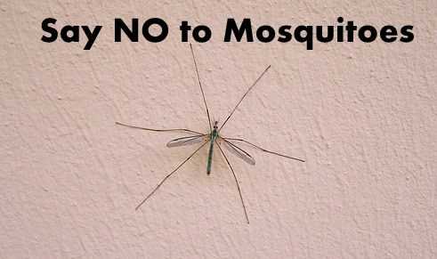 Is Zika Virus Contagious? Know It