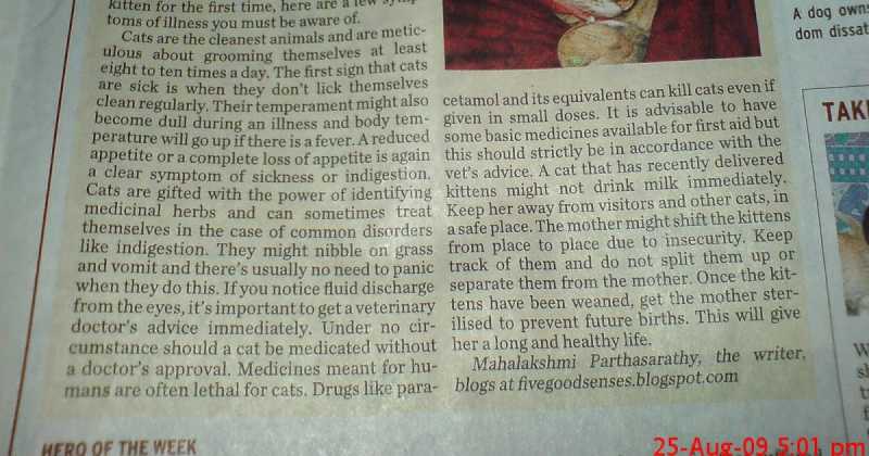 Is Your Cat Sick? - Article In Last Week