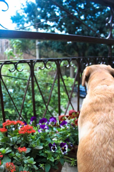 It’s A ‘Doggy-Dog’ World!