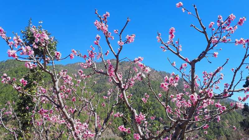 Its Spring Time And Lower Himalayas Are Laden With Beauty!