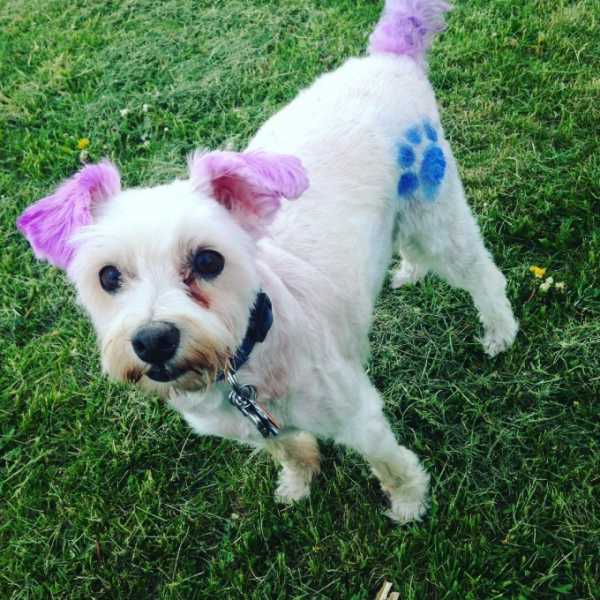 Jackapoo - A Quick Guide About The Famous Hybrid Dog Poodle Jack Russel Mix