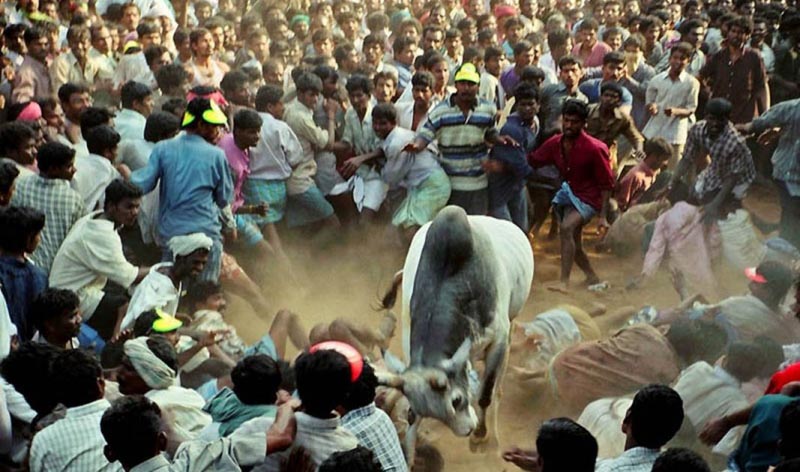JalliKattu - Ban Or Run