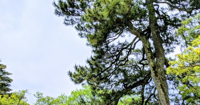 Japan: Kanazawa To Alps To Matsumoto & Mt Fuji