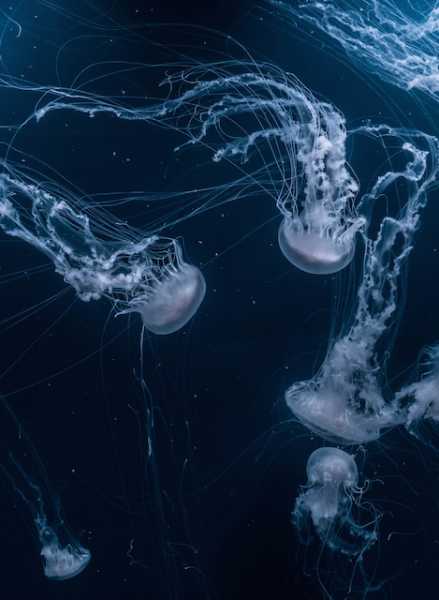 Jellyfishes In Mind