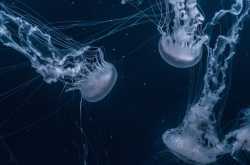 Jellyfishes in mind