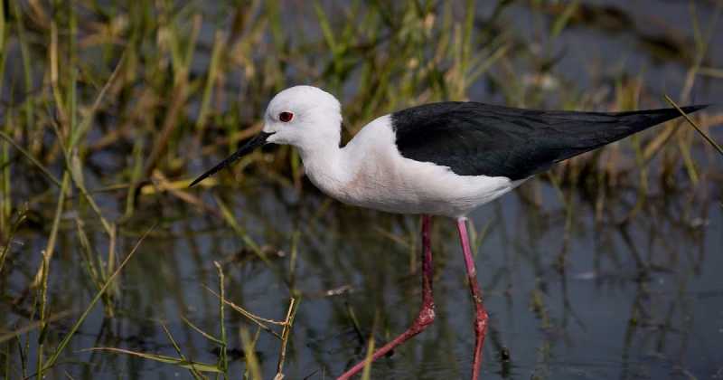 Jhalana Jaipur Bharatpur Chambal Photolauge - Jan 2019