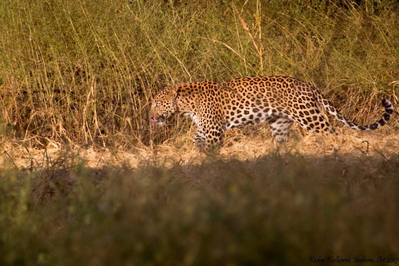 Jhalana - Jaipur Photologue