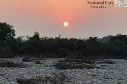 Jim Corbett National Park - Corbett Tiger Reserve - Food Opium
