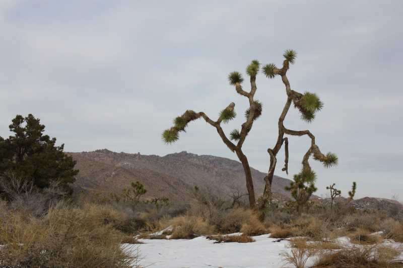 Joshua Tree