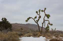 Joshua Tree