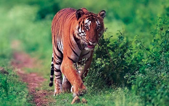 Jungle Diaries - A Prologue