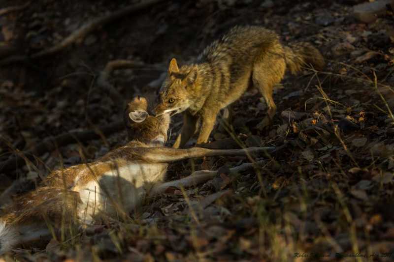 Jungle Stories - Part 1 - Scavenger Becomes Predator