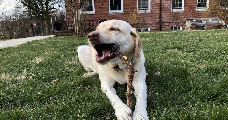 Justice For Charlie, The Dog: Blog # 326