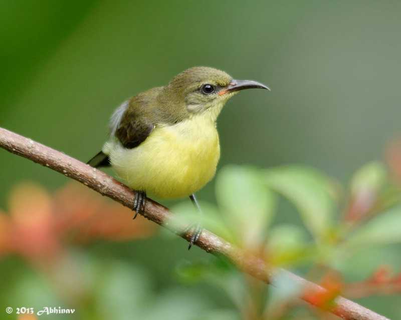 Juvenile Sunbird - 2