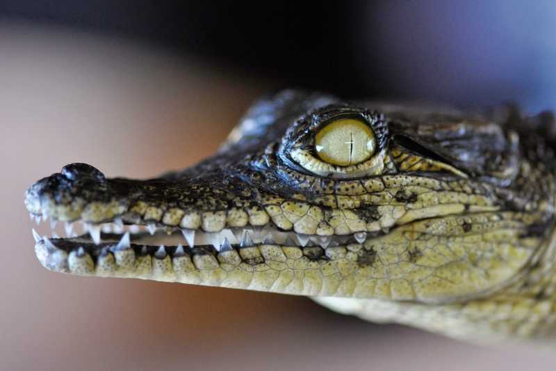 Juvenile Nile Crocodile