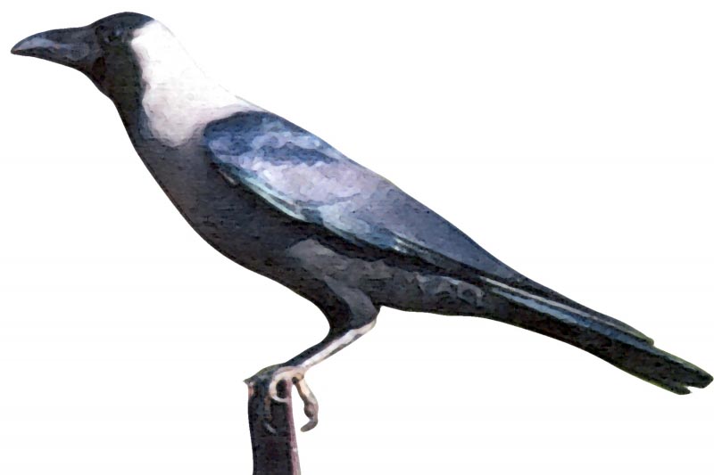 Kaaka: The Incomplete Hero.  Part 1