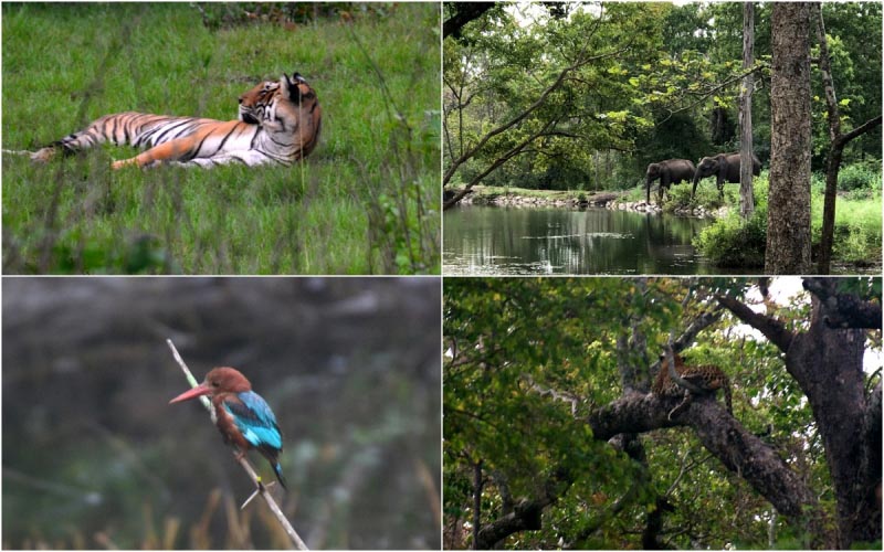 Kabini | The Wilderness Wonder | A Step By Step Guide - Travel Twosome