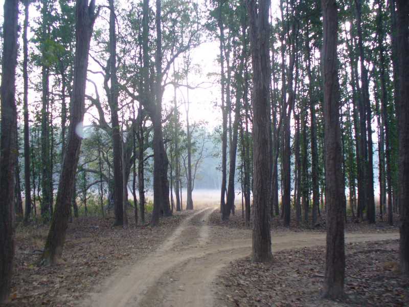 Kahna National Park-The Mother Of The Jungle Book !